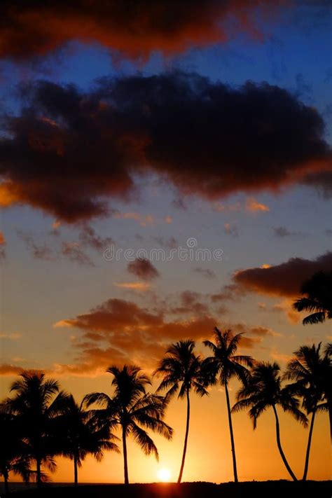 Tropical Palm Trees Silhouette Sunset Or Sunrise Stock Image Image Of