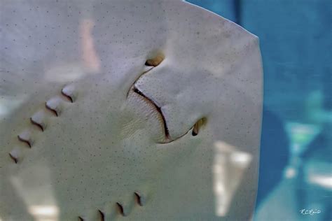 Tampa Aquarium Stingray Underside Photograph By Ronald Reid Fine