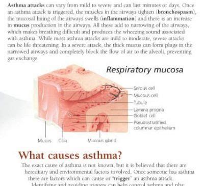 COPD Asthma 1355 Anatomical Parts Charts