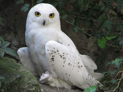 Cute Wildlife The Snowy Owl