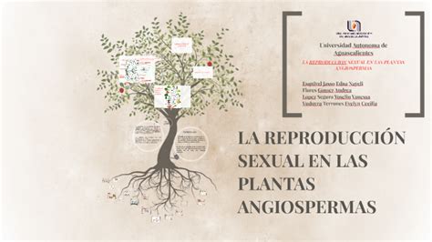 La Reproduccin De Las Plantas Plantas Angiospermas Vs