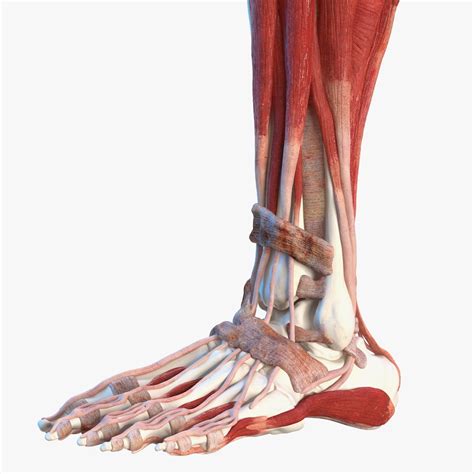It provides the movement, stability, and support for the body. Male leg muscles bones human 3D model - TurboSquid 1466713