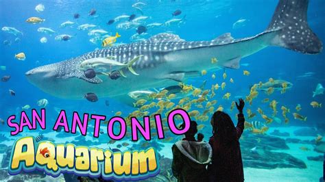 San Antonio Aquarium Youtube