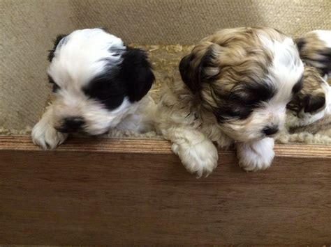 Maltese do very well with other animals, but are often leery of strangers. Shih tzu x Maltese (maltzu) puppies | Hengoed, Caerphilly | Pets4Homes