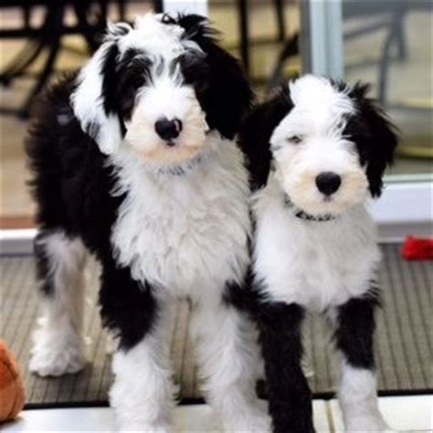 We have health tested parents and responsibly breed. What do pets and microbes have to do with mood? | Schatzie ...