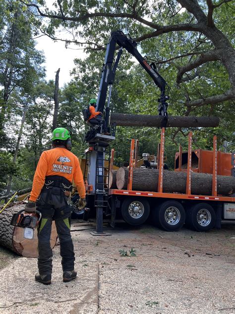 Tree Removal Gallery In Stoughton Ma Walnut Tree Service