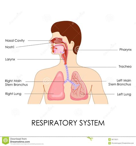 Sistema Respiratorio Ilustración Del Vector Ilustración De Diagrama