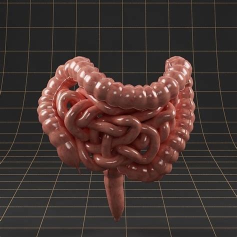Although there are huge differences in size and complexity among taxa, in all species the large intestine is involved in three functions: Anatomy intestine 01 3D model | CGTrader