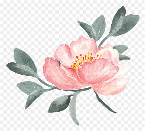 Peony Clipart Swag Peony Clip Art Plant Flower Blossom HD PNG