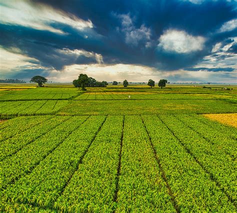 Plantation With Green Crops Growing In Agricultural Farm · Free Stock Photo