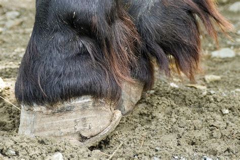 Laminitis In Horses Symptoms Causes Diagnosis Treatment Recovery