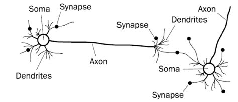biological neural network [2] download scientific diagram