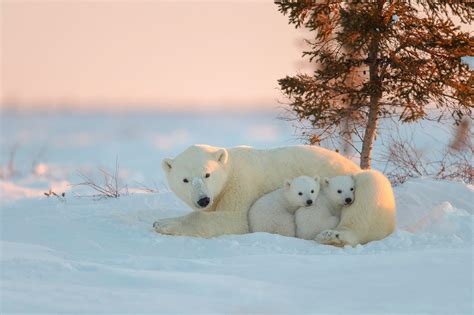 3840x2160 Resolution Polar Bear And Cubs Animals Polar Bears Snow
