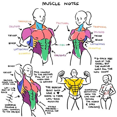 Pin By Panicdrillz On Art References Unisex Anatomy Human Anatomy Drawing Drawing Reference