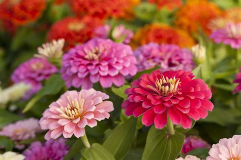 The annuals provide a continuous display of flowers throughout the season, while each perennial is meant to be enjoyed year after year as they grow. How to Plant Zinnia Seeds