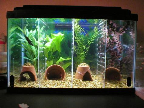 Cut the pvc/acrylic to fit the tank. DIY Aquarium Tank Dividers - petdiys.com