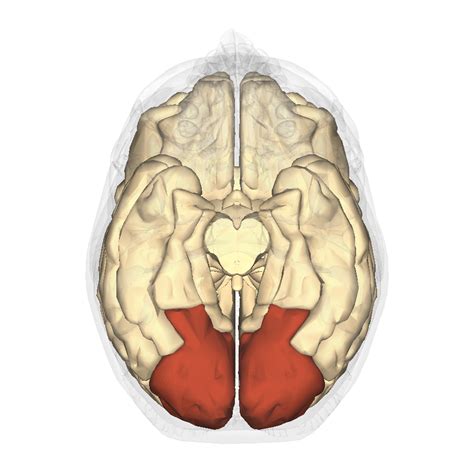 DIAGRAM Diagram Of The Occipital Lobe MYDIAGRAM ONLINE
