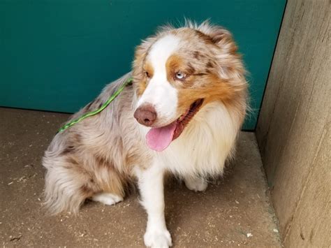 Seattle Times Classifieds Pets Adult Australian Shepherds