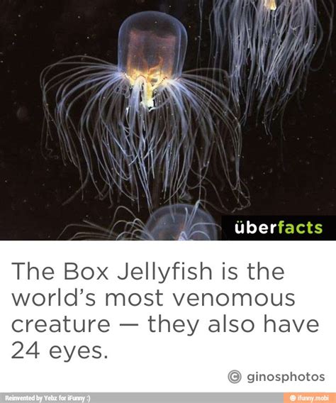 The Box Jellyfish Is The Worlds Most Venomous Creature They Also Have