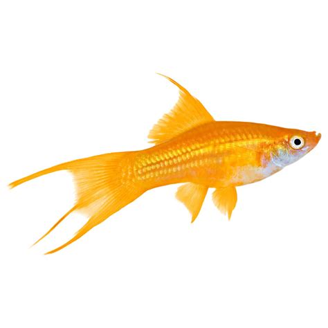 Assorted Swordtail Fish 5cm Petstock