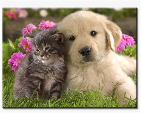 Cute Kitten Puppy Cutest Cat Vs Cutest Dog Png Image Transparent