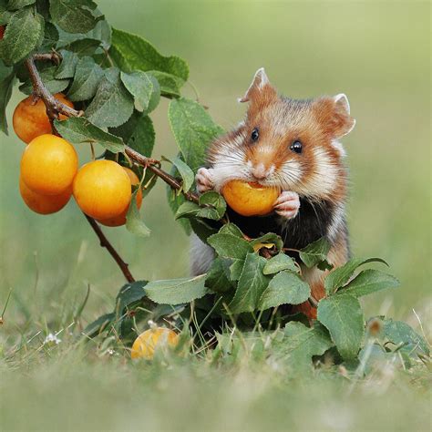 Photographer Captures The Cuteness Of Wild Hamsters Petapixel