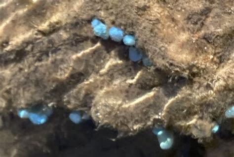 Does Anyone Know What These Little Blue Blobs Are Found In Rock Pools