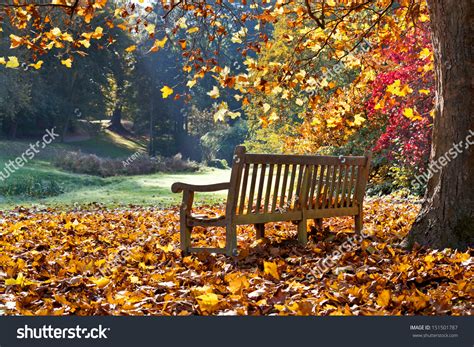 Bench Autumn Park Autumn Landscape Stock Photo 151501787 Shutterstock