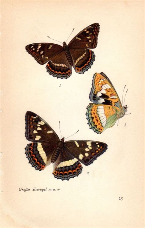 1930 Antique Butterfly Print Vintage Butterfly Print