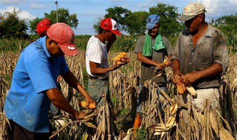 El Cafta Ha Casi Extinguido A Los Productores De Granos Básicos En Honduras