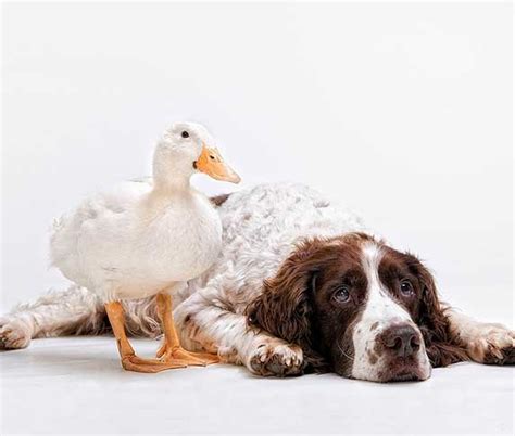 Do Ducks And Dogs Get Along