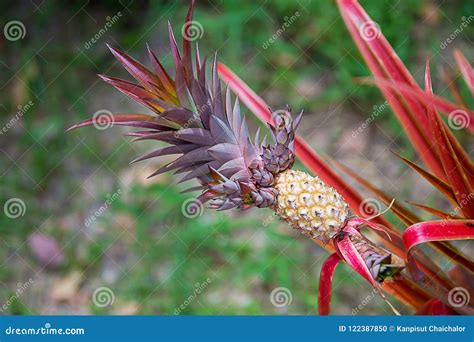 Baby Pineapple Growing On A Red Plant Pineapple Growing On A Tropical