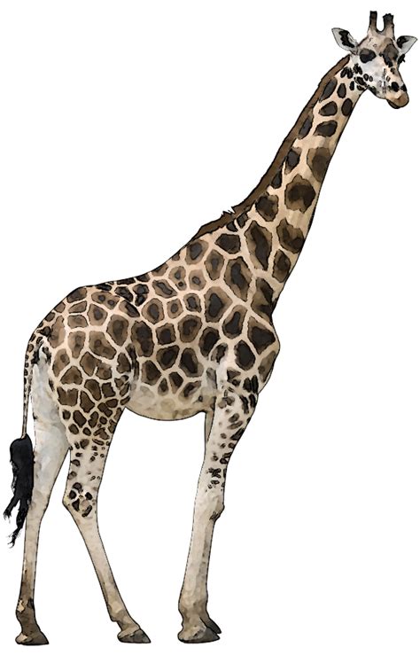 Free Wild Animals Clipart Download Free Wild Animals Clipart Png