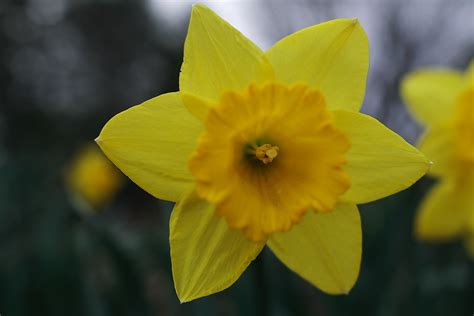 Daffodil Flower Flowers Free Nature Pictures By Forestwander Nature