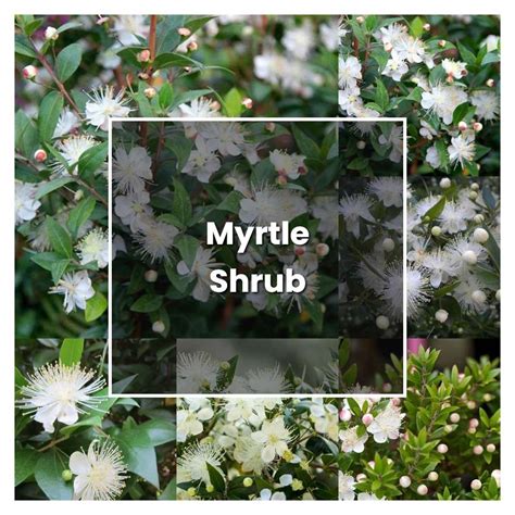 How To Grow Myrtle Shrub Plant Care And Tips Norwichgardener