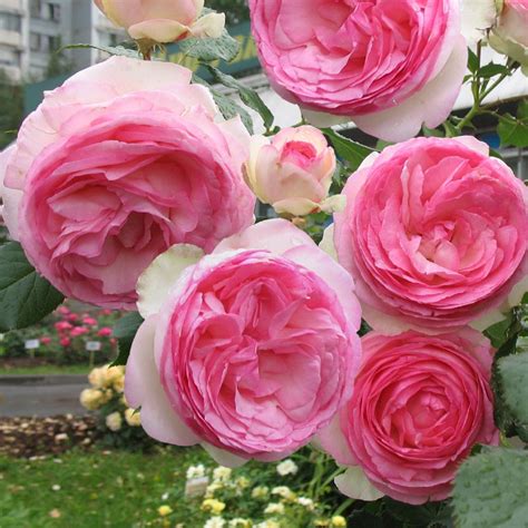 Французская роза Эден Роуз Pierre De Ronsard Eden Rose Plantemd