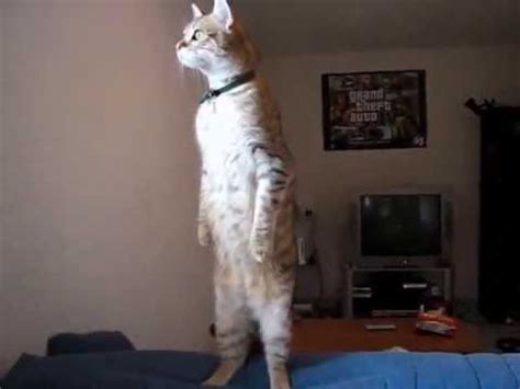 Standing Cat Video Gallery Know Your Meme