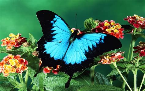 Whether you're looking to buy floral wallpaper to decorate a feature wall or your entire living room, kitchen. Big blue butterfly on the red flowers