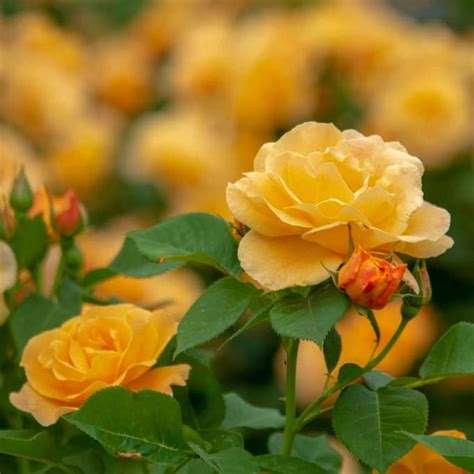 Spring Hill Nurseries Orange Freedom Shrub Rose 1 Pack In Pot In The