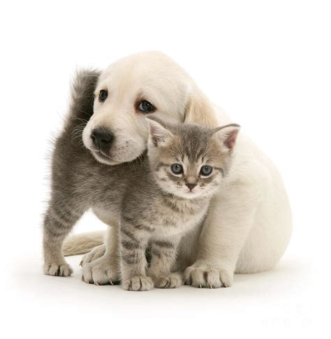 Cute Kitten And Perfect Puppy Photograph By Warren Photographic Pixels