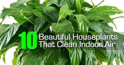 10 Best House Plants That Purify Indoor Air