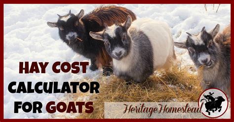 Each cactus plant makes 3.33 cactus per hour assuming none get destroyed by landing on other plants. Hay Cost Calculator for Goats: How Much Hay Do I Need?