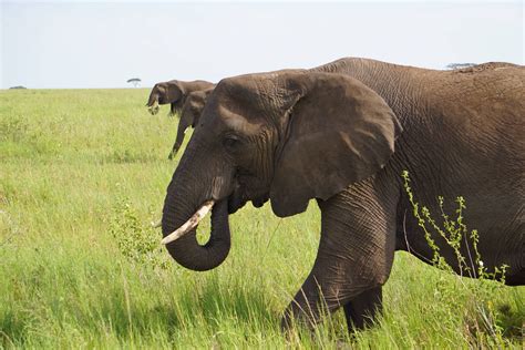 Elephants Serengeti National Park Tanzania Sony A6000 R