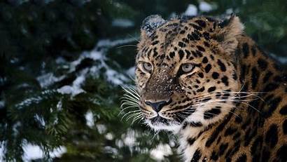 Leopard Snow Wallpapers Desktop Background Backgrounds Iphone