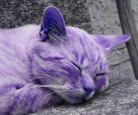 Purple Cats Anime Fangirl Wiki Fandom Powered By Wikia