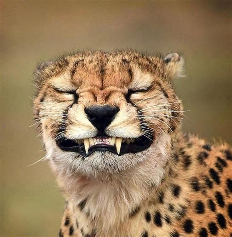 Cheetah Trying To Smile For The Picture 😄 Cheetah Wildcat Smiling