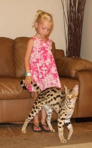 Apart from telling the alc characteristics to be found in bengals, f ratings help to determine the overall personality of the cat, their temperament, behavior, compatibilities with other pets and the size too. F1 thru F5 Savannah Cat Size Guide | African Cats ...