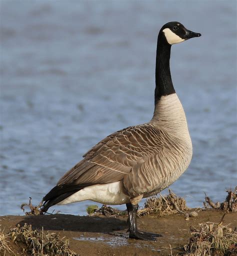 Nature Canada Bird Tweet Of The Week Canada Goose