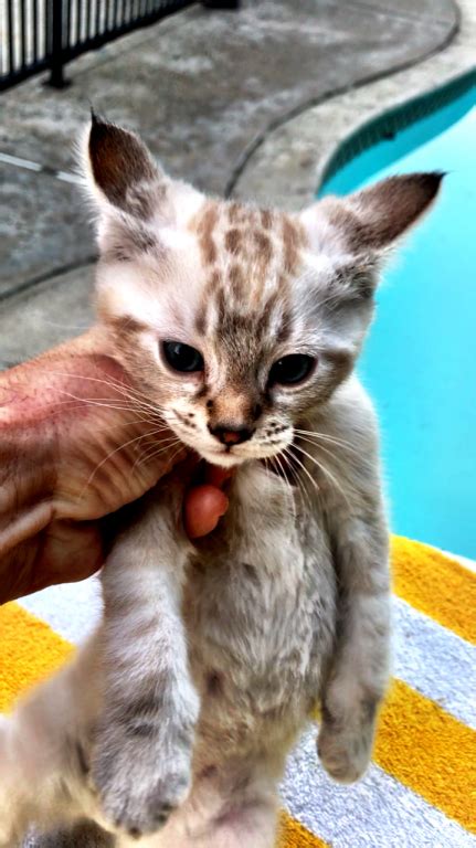 Are you looking for a quality highland lynx kitten for sale? Bobcat Hybrids With Savannah Lynx Father - Male Savannah ...