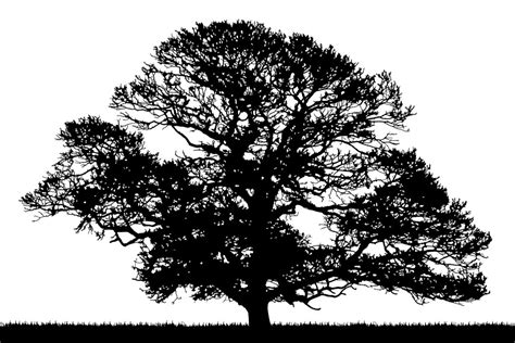 Oak Tree Silhouette Exeunt Magazine